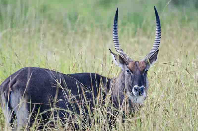 137 - Antilope De Agua - parque nacional de las cataratas Murchison - Uganda